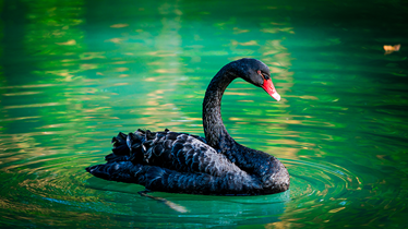 black swan on a lake